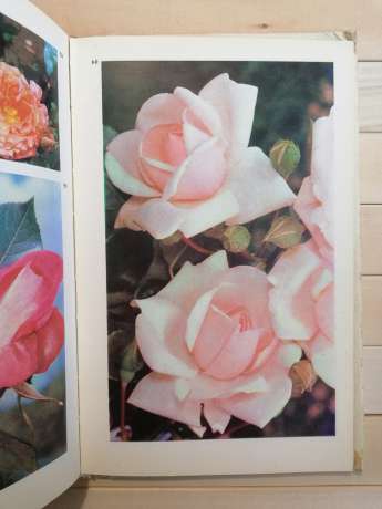 Кімнатне квітництво - Юхимчук Д.П. 1985 - Комнатное цветоводство