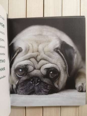 Собака - це моє серце, що б'ється біля ніг - Собака - Это Мое Сердце, Бьющееся Возле Ног 2007 Прайм-Еврознак