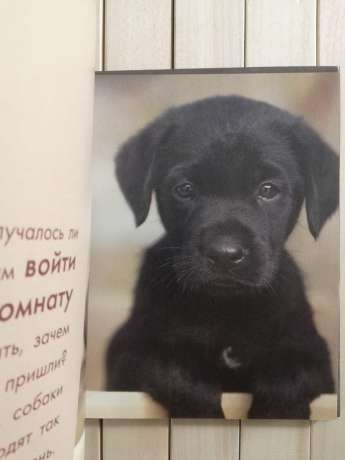 Собака - це моє серце, що б'ється біля ніг - Собака - Это Мое Сердце, Бьющееся Возле Ног 2007 Прайм-Еврознак