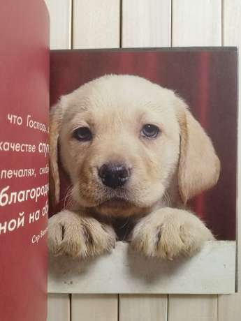 Собака - це моє серце, що б'ється біля ніг - Собака - Это Мое Сердце, Бьющееся Возле Ног 2007 Прайм-Еврознак