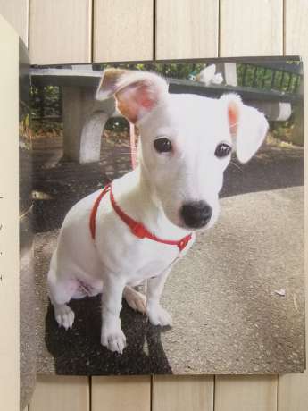 Собака - це моє серце, що б'ється біля ніг - Собака - Это Мое Сердце, Бьющееся Возле Ног 2007 Прайм-Еврознак