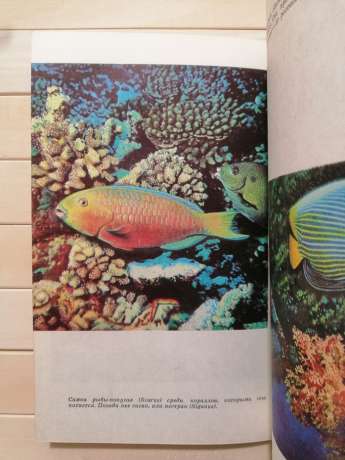 Життя та смерть коралів - Жак-Ів Кусто, Філіп Діоле. 1976